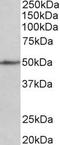 Cell Adhesion Molecule 1 antibody, TA311417, Origene, Western Blot image 