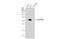 Major Histocompatibility Complex, Class II, DR Alpha antibody, GTX113732, GeneTex, Western Blot image 