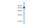 Uncharacterized glycosyltransferase AGO61 antibody, GTX46151, GeneTex, Western Blot image 