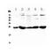 Placental Growth Factor antibody, PA5-79814, Invitrogen Antibodies, Western Blot image 