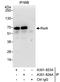 p65 antibody, A301-823A, Bethyl Labs, Immunoprecipitation image 