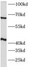 Sodium/potassium-transporting ATPase subunit beta-2 antibody, FNab00697, FineTest, Western Blot image 