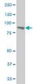 Upstream Binding Transcription Factor antibody, H00007343-M05, Novus Biologicals, Western Blot image 