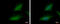 Karyopherin Subunit Alpha 2 antibody, GTX106323, GeneTex, Immunofluorescence image 