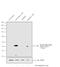 Mitogen-Activated Protein Kinase Kinase 1 antibody, MA5-15016, Invitrogen Antibodies, Western Blot image 