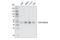 LIM Domain Binding 1 antibody, 55476S, Cell Signaling Technology, Western Blot image 