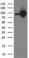 STAT5A antibody, CF502736, Origene, Western Blot image 
