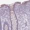 NHS Like 2 antibody, PA5-63033, Invitrogen Antibodies, Immunohistochemistry frozen image 