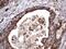Angiotensin I Converting Enzyme 2 antibody, NBP2-72117, Novus Biologicals, Immunohistochemistry paraffin image 