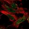 Sedoheptulokinase antibody, NBP1-91151, Novus Biologicals, Immunofluorescence image 