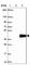 Protein lin-37 homolog antibody, HPA047809, Atlas Antibodies, Western Blot image 