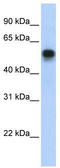 Interferon Regulatory Factor 6 antibody, TA329737, Origene, Western Blot image 
