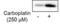 Glutathione S-Transferase Omega 1 antibody, NBP2-32691, Novus Biologicals, Western Blot image 