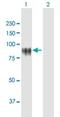 Keratinocyte Proline Rich Protein antibody, H00448834-B01P-50ug, Novus Biologicals, Western Blot image 