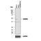 Oncostatin M Receptor antibody, MAB4389, R&D Systems, Western Blot image 