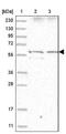 IKAROS Family Zinc Finger 1 antibody, NBP2-38242, Novus Biologicals, Western Blot image 
