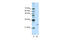 POP4 Homolog, Ribonuclease P/MRP Subunit antibody, 29-388, ProSci, Enzyme Linked Immunosorbent Assay image 