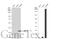 Growth Differentiation Factor 15 antibody, GTX113598, GeneTex, Western Blot image 