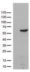 Zinc Finger Protein 480 antibody, TA812668, Origene, Western Blot image 