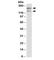 Dual Oxidase 1 antibody, R33346-100UG, NSJ Bioreagents, Western Blot image 