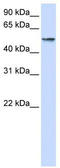 Ubiquitin Specific Peptidase 22 antibody, TA344368, Origene, Western Blot image 