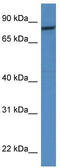 Calpain 1 antibody, TA343085, Origene, Western Blot image 