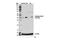 Induced myeloid leukemia cell differentiation protein Mcl-1 antibody, 14765S, Cell Signaling Technology, Western Blot image 