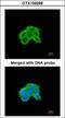 Dual Specificity Phosphatase 9 antibody, GTX109288, GeneTex, Immunofluorescence image 