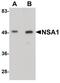 WD Repeat Domain 74 antibody, PA5-20924, Invitrogen Antibodies, Western Blot image 