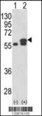 Protein Disulfide Isomerase Family A Member 3 antibody, 61-600, ProSci, Western Blot image 