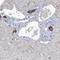 Leucyl-TRNA Synthetase antibody, NBP1-90430, Novus Biologicals, Immunohistochemistry frozen image 