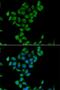 Coenzyme Q3, Methyltransferase antibody, LS-C349166, Lifespan Biosciences, Immunofluorescence image 