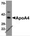 Apolipoprotein A4 antibody, 6269, ProSci, Western Blot image 