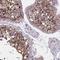 AKAP12 antibody, NBP2-38786, Novus Biologicals, Immunohistochemistry frozen image 