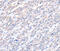 Actin Like 8 antibody, MBS2520708, MyBioSource, Immunohistochemistry frozen image 