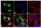 Forkhead Box O3 antibody, 701847, Invitrogen Antibodies, Immunofluorescence image 