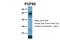 Poly(U) Binding Splicing Factor 60 antibody, 29-417, ProSci, Western Blot image 