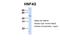 Hepatocyte Nuclear Factor 4 Gamma antibody, 30-081, ProSci, Western Blot image 