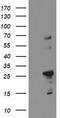 Paraplegin antibody, TA504423, Origene, Western Blot image 