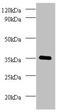 Ras Related GTP Binding A antibody, orb238265, Biorbyt, Western Blot image 