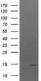 TPD52 Like 3 antibody, LS-C787338, Lifespan Biosciences, Western Blot image 