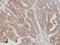 Ubiquitin Specific Peptidase 15 antibody, LS-C185639, Lifespan Biosciences, Immunohistochemistry frozen image 