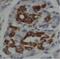 Mitochondrial Inner Membrane Protein MPV17 antibody, FNab05297, FineTest, Immunohistochemistry frozen image 