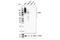 F4/80 antibody, 30325T, Cell Signaling Technology, Western Blot image 