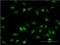 Oligodendrocyte Transcription Factor 1 antibody, H00116448-M04, Novus Biologicals, Immunofluorescence image 