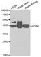 Sorbitol Dehydrogenase antibody, A2118, ABclonal Technology, Western Blot image 