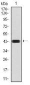 Chromobox 4 antibody, NBP2-52432, Novus Biologicals, Flow Cytometry image 