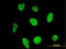 Nuclear Factor Of Activated T Cells 3 antibody, LS-B12934, Lifespan Biosciences, Immunofluorescence image 