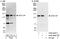 Serine/Threonine Kinase 11 Interacting Protein antibody, A302-464A, Bethyl Labs, Western Blot image 