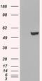 Interferon Regulatory Factor 6 antibody, LS-B3231, Lifespan Biosciences, Western Blot image 